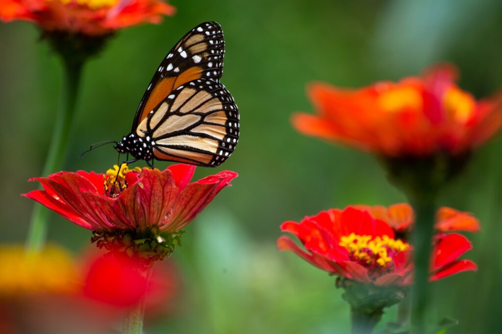 butterfly, flowers, insects-6170999.jpg